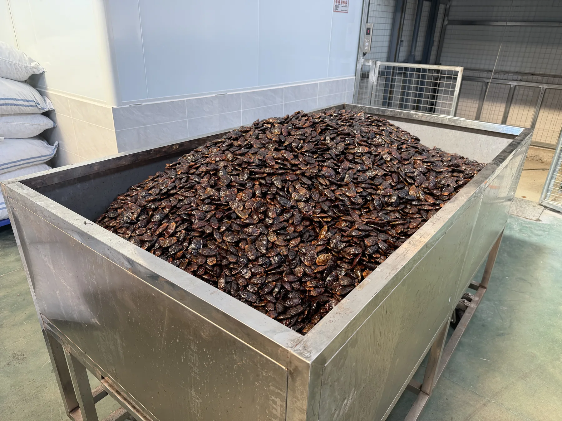 槟榔原料加工现场